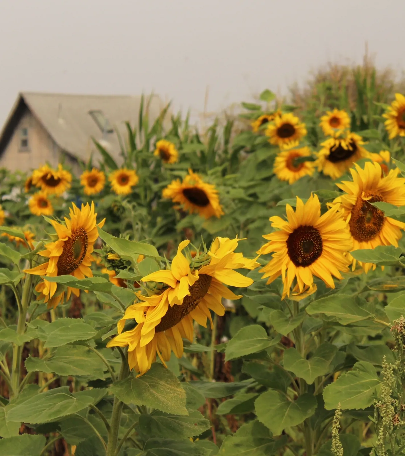 Sunflower field with a weathered farmhouse and hazy sky