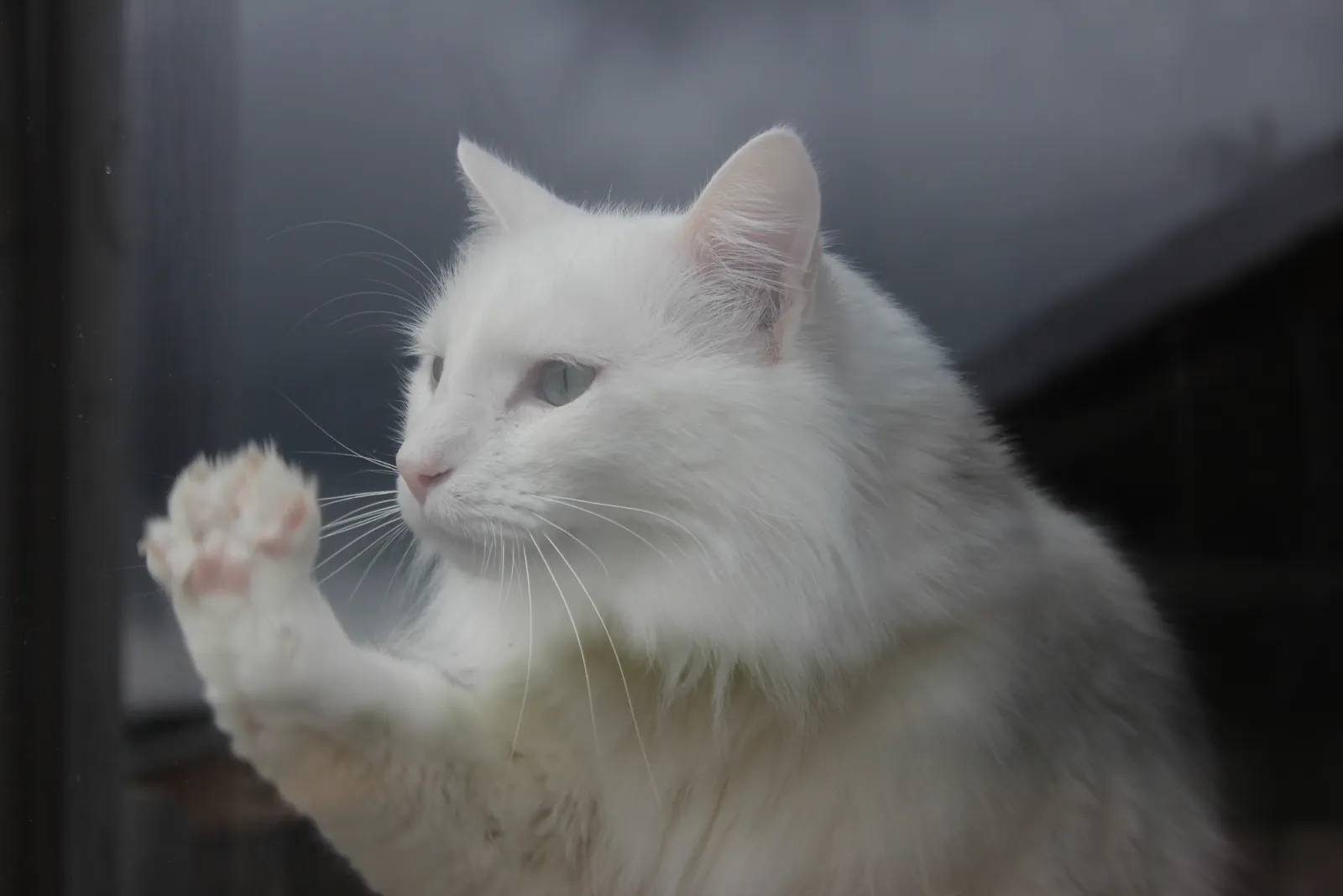Long-haired white cat pressing a paw against a window