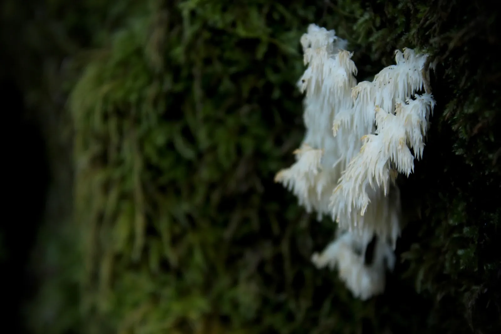Coral tooth mushroom on a moss-covered tree trunk