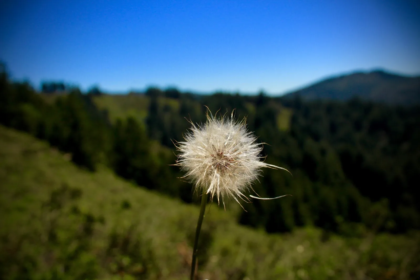 Single dandelion seed head against a sunlit mountain meadow