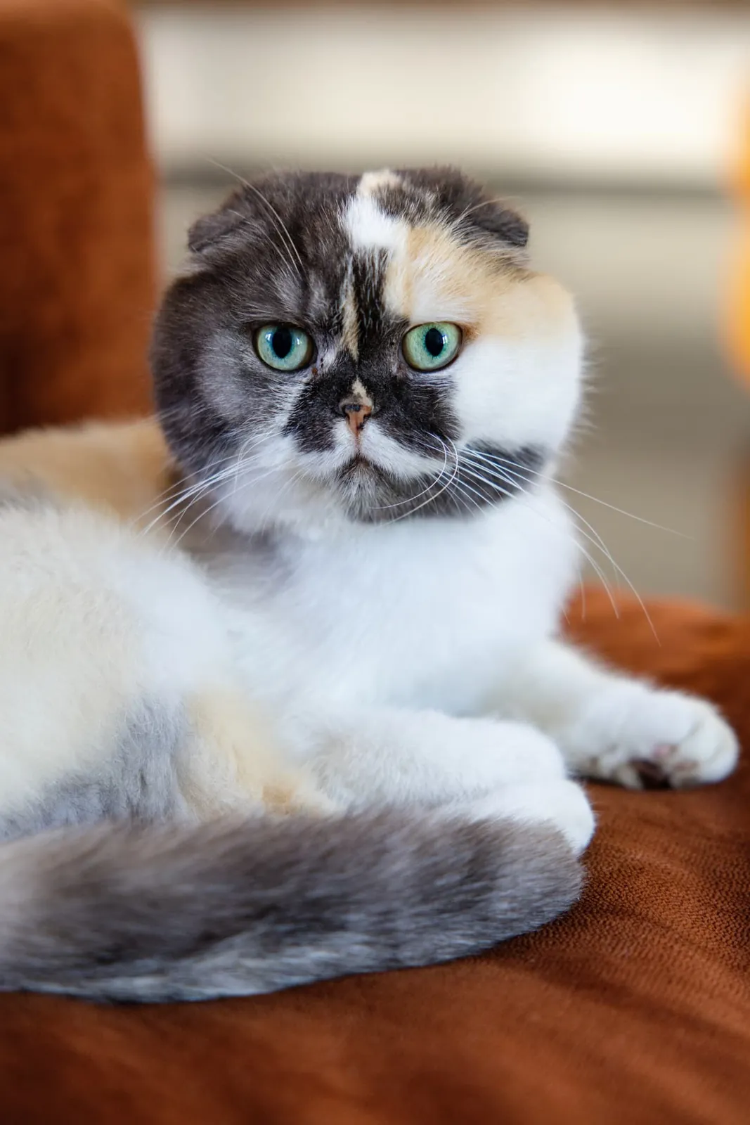 Scottish Fold calico cat with green eyes resting on a rust-colored chair